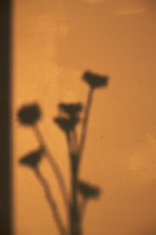 Analog 30ml